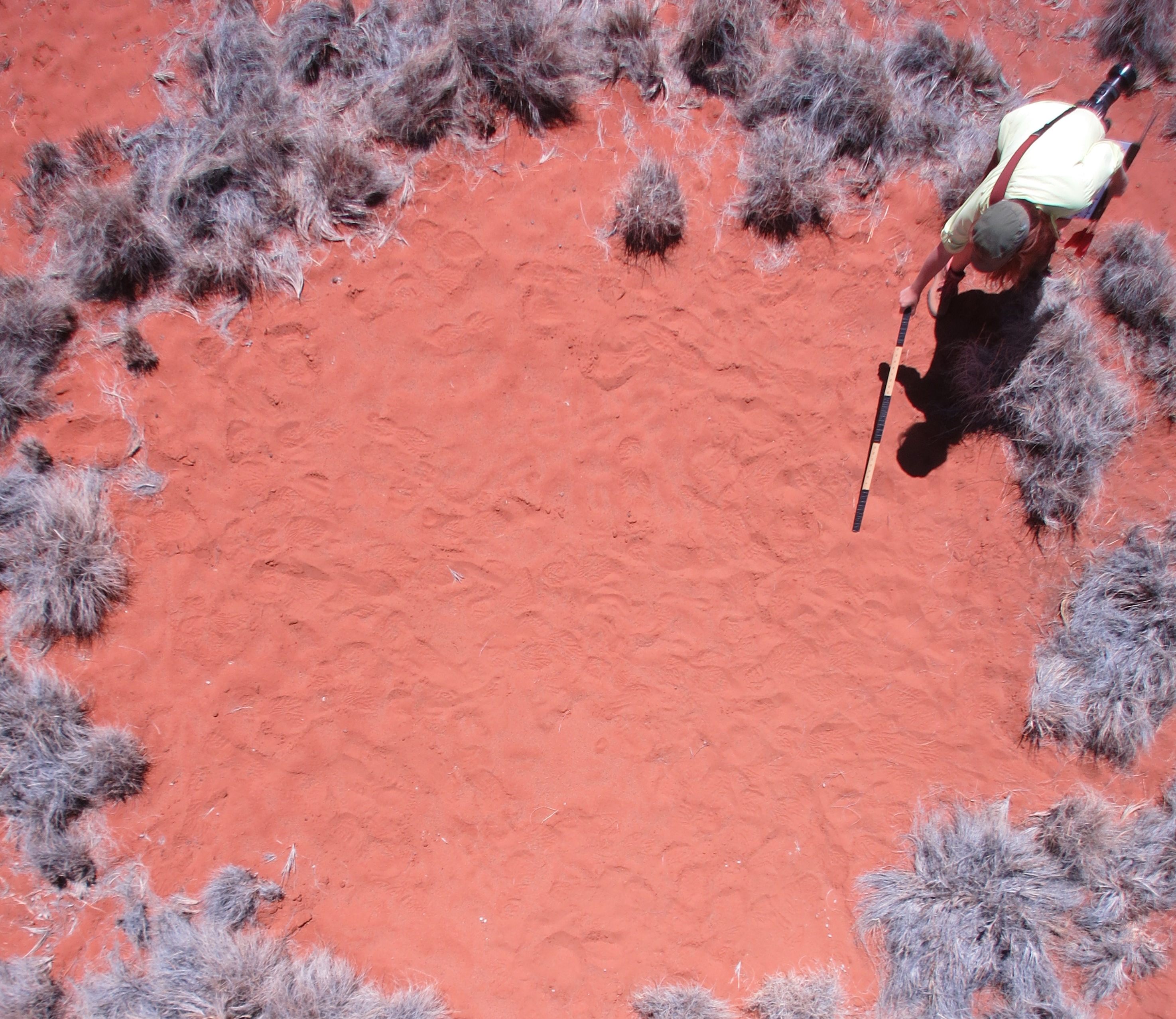 Scientists Have a New Idea About the Origins of Namibia's Fairy Circles -  Atlas Obscura