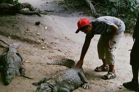 Touching some of the crocodiles is allowed