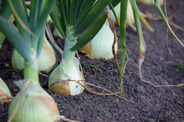 Vidalia onions must be planted, harvested, and cured by hand.