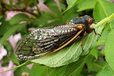 An adult cicada from Brood X.