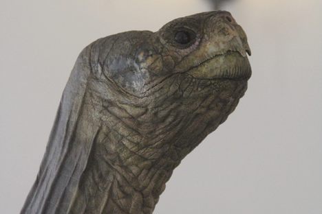 An Emblem of Extinction, Lonesome George Goes on Posthumous Display in NYC