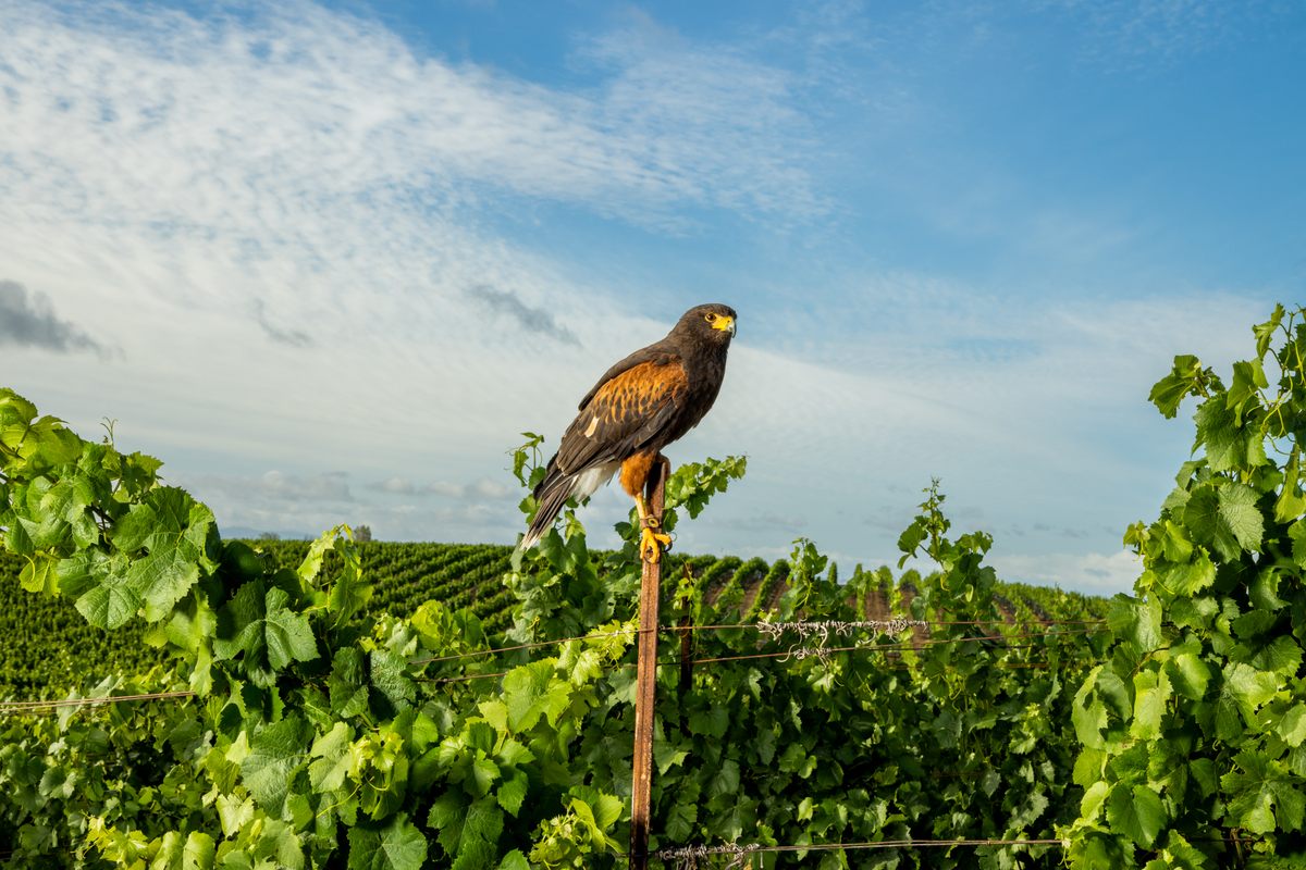 Rocky stands guard on a post in front of Bouchaine Winery’s fields. At other vineyards, you might see a falcon-shaped balloon in the sky or hear a regular cannon blast, both meant to scare off nuisance birds.