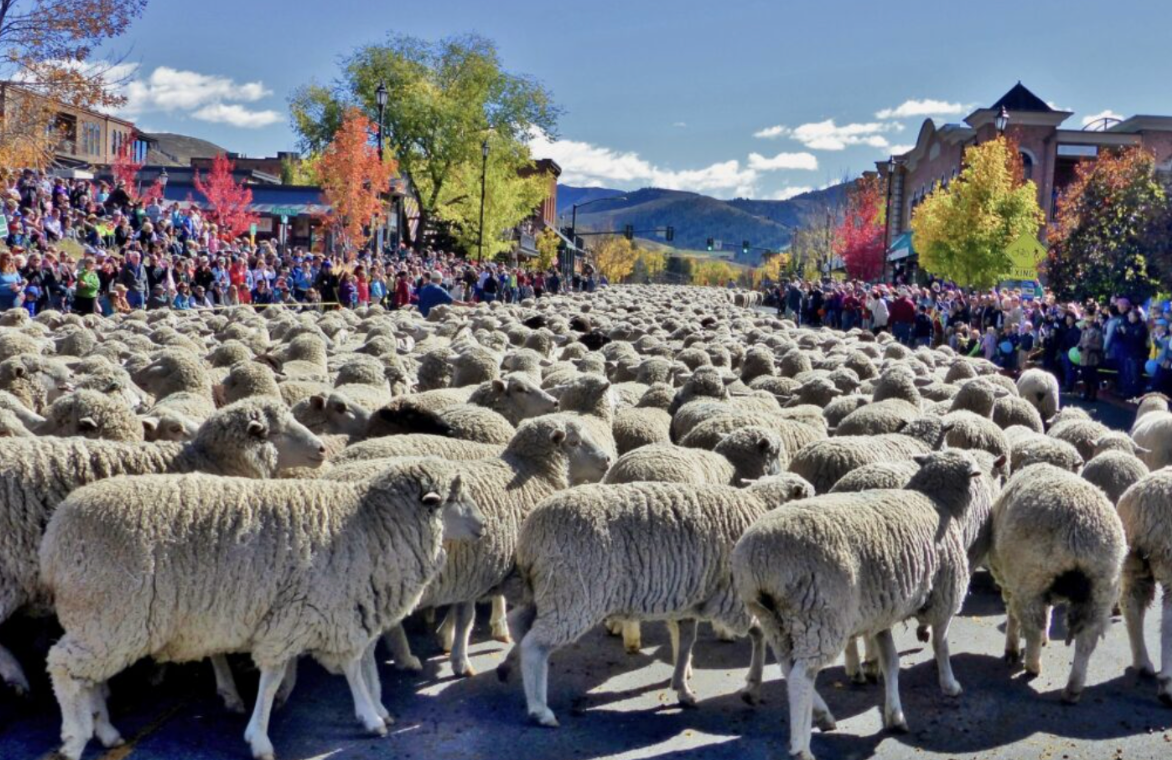 After the parade passes, visitors are invited to walk with the herders and sheep all the way to their resting place south of town.