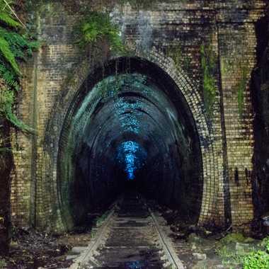 Helensburgh萤火虫隧道。