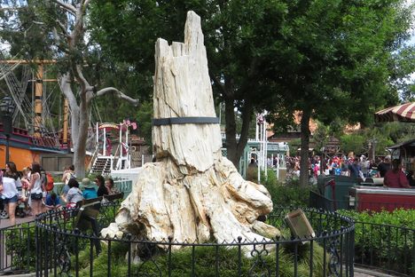 Petrified Tree