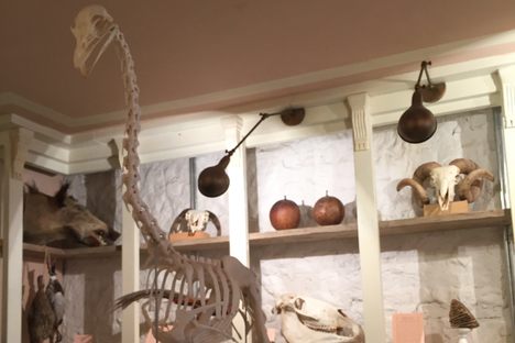 Emu skeleton.