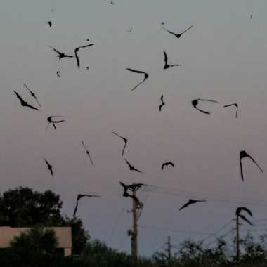Silhouettes of bats flying around the Phoenix Bat Cave.