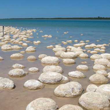 Thrombolites of Lake Clifton