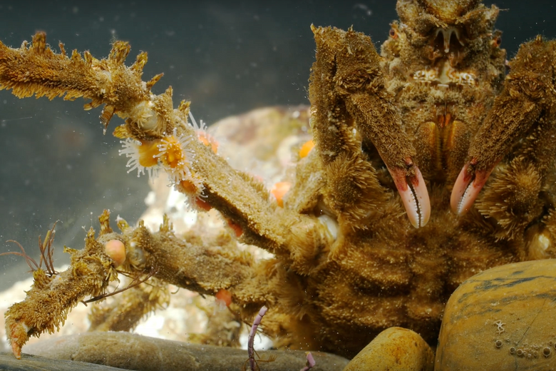 Sponge Decorator Crab - Hyastenus elatus