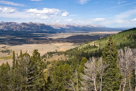 Sawtooth National Forest in Idaho, where Basque arborglyphs have been found.