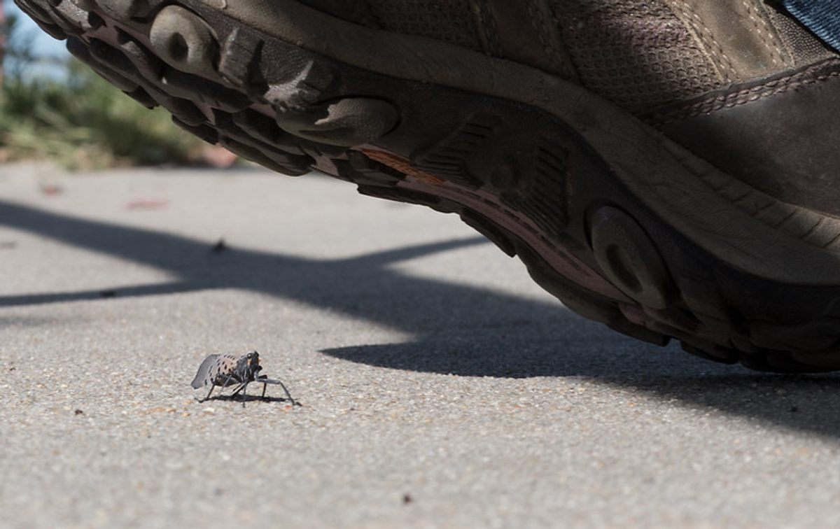 A U.S. Department of Agriculture photo encouraging Americans to squash spotted lanternflies on sight.