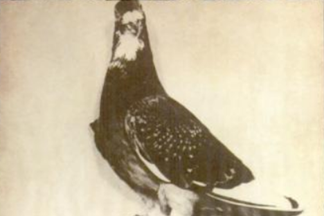 War pigeon G.I. Joe mounted and on display at Fort Monmouth.