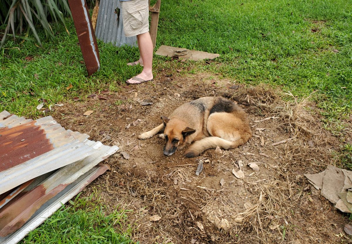 Rocky's doghouse was carefully dismantled after meteorite hunters purchased it in 2019. Though Rocky was sad to see his house go, it was soon replaced with a much nicer one.