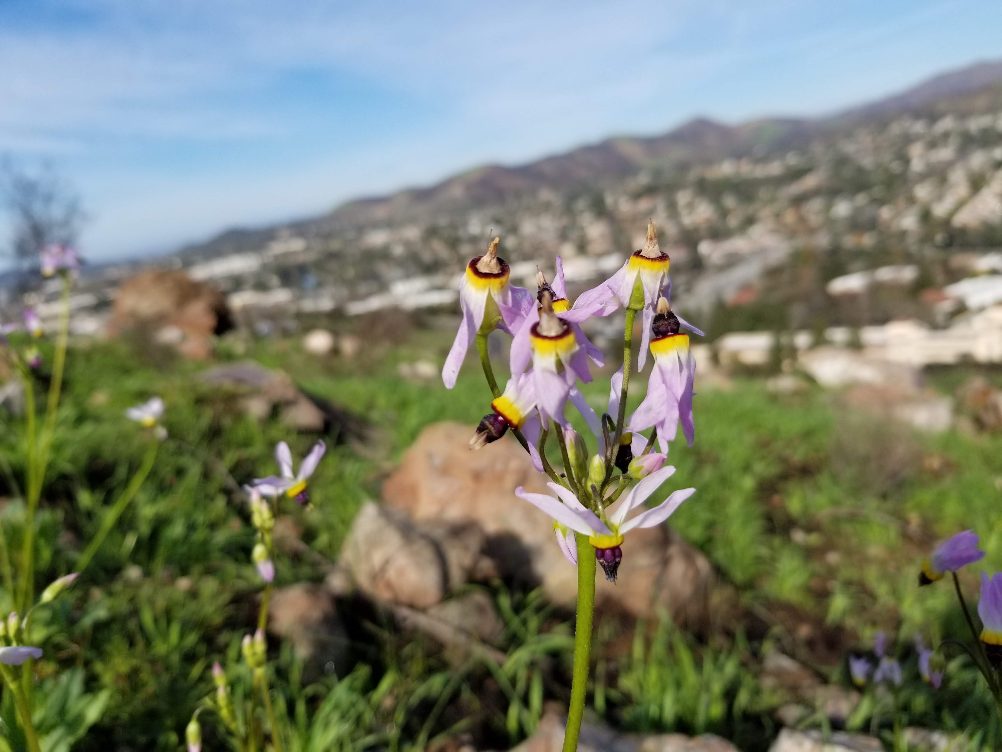 Wildflowers are beginning to poke through in areas impacted by the Woolsey Fire.
