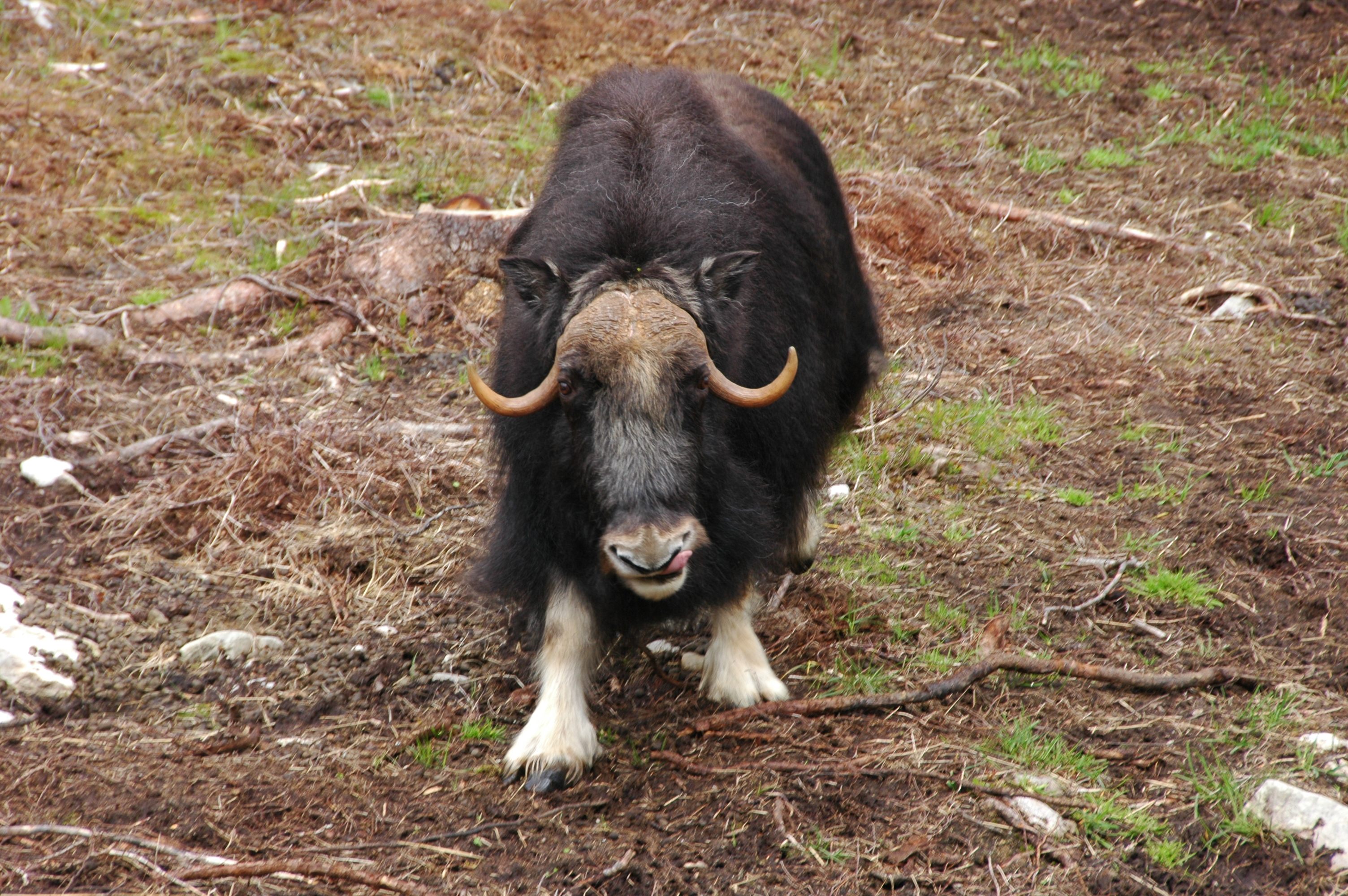 The Great Scandinavian Musk Ox War - Atlas Obscura