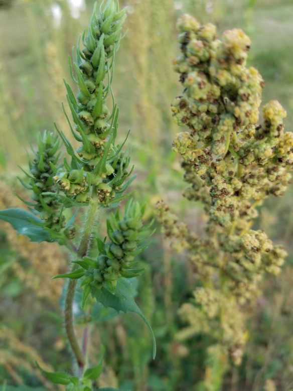 Goosefoot likes to grow with another indigenous American plant, sumpweed.