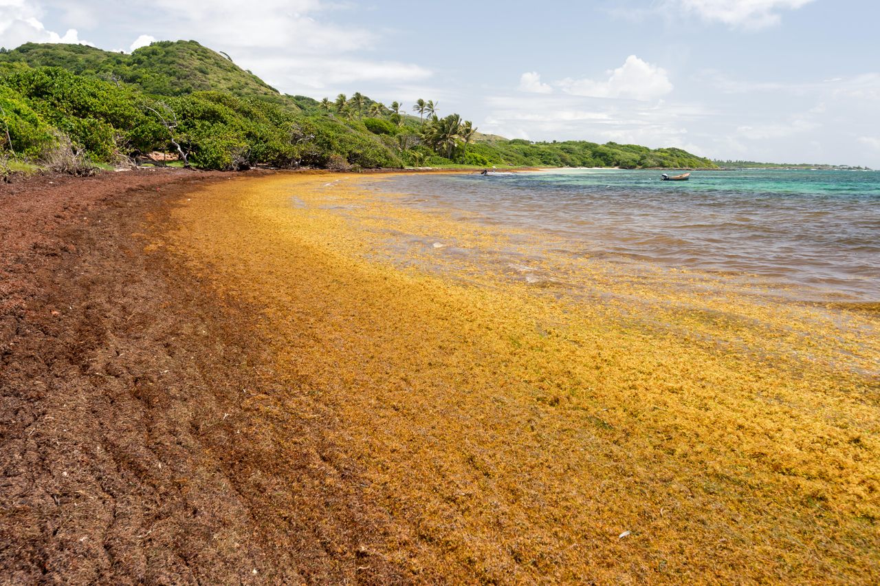 Seaweed blankets a beach in Martinique.