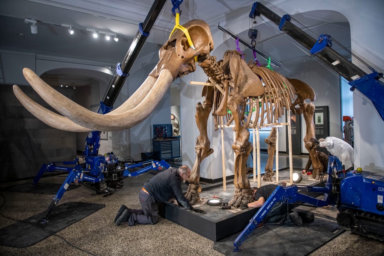 Teams at the Hessisches Landesmuseum Darmstadt began dismantling the mastodon in October 2019.