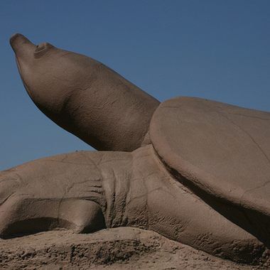 Turtle Playground.