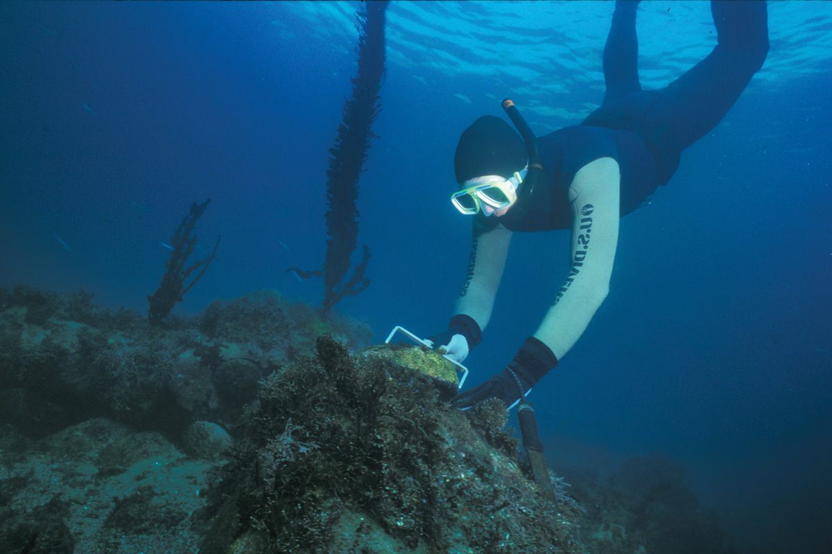 A diver measures a red abalone on the California coast. Abalone must be seven inches long or more to be legally harvested.