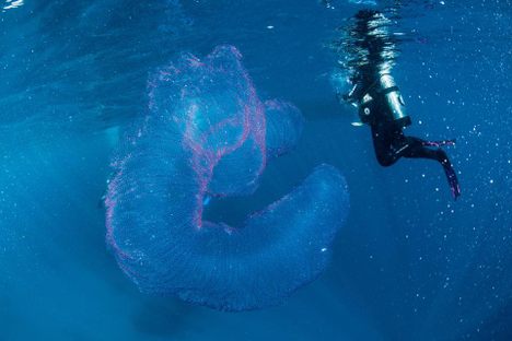 That diver looks like he could be in trouble, but really those are just squid babies.