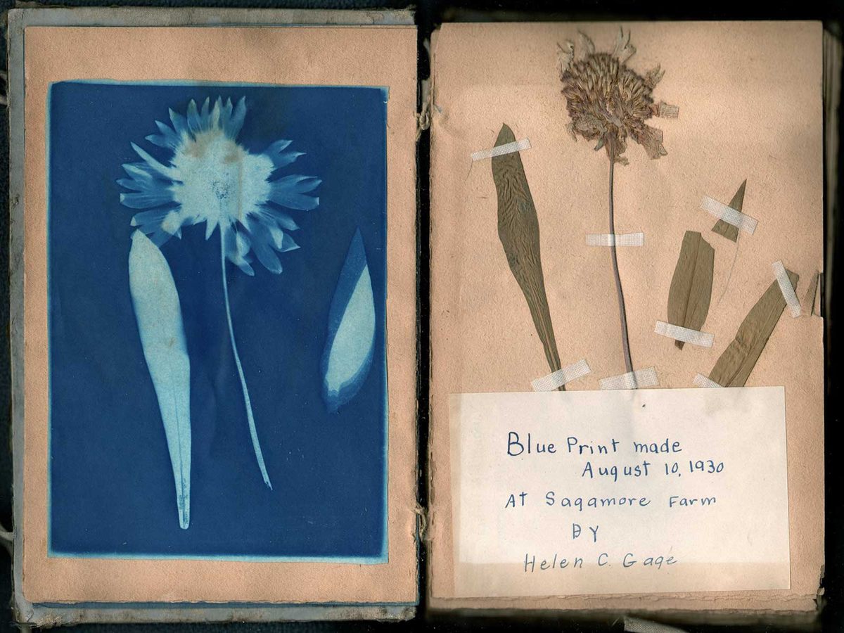The 1930 album—equal parts herbarium and photo collection—demonstrates Gage’s technical and conceptual growth from one year to the next.