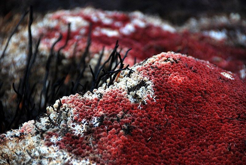 There are many varieties of sphagnum moss.