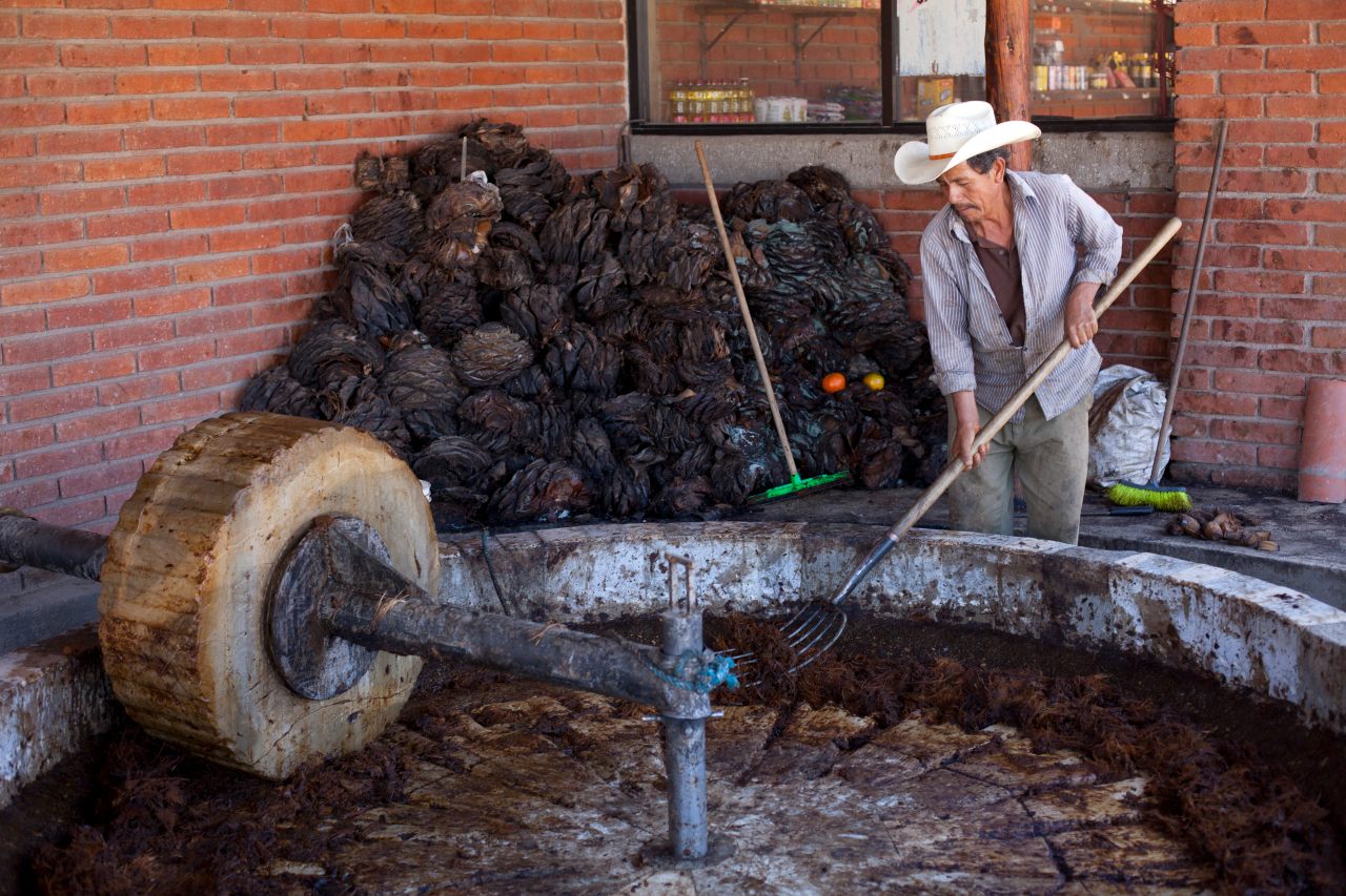 Agave is processed in Oaxaca to make mezcal.