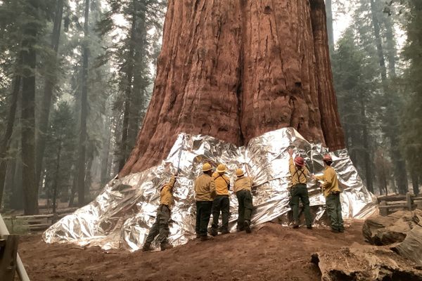 Firefighters and natural resource specialists wrap the base of General Sherman, the largest tree in the world by volume, with fire-resistant material.