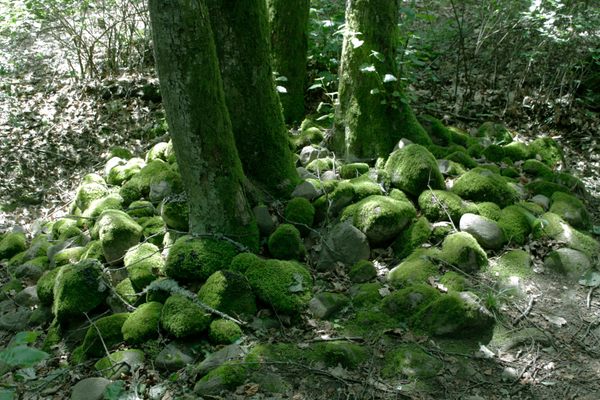 Pokaini Forest.