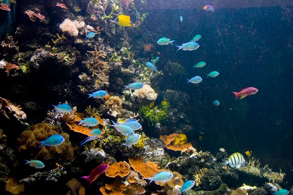 View of one of the coral reef marine ecosystems and its spectacular fish 