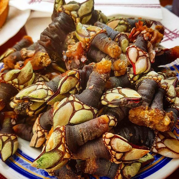 Gooseneck barnacles are called "percebes" in Spanish.