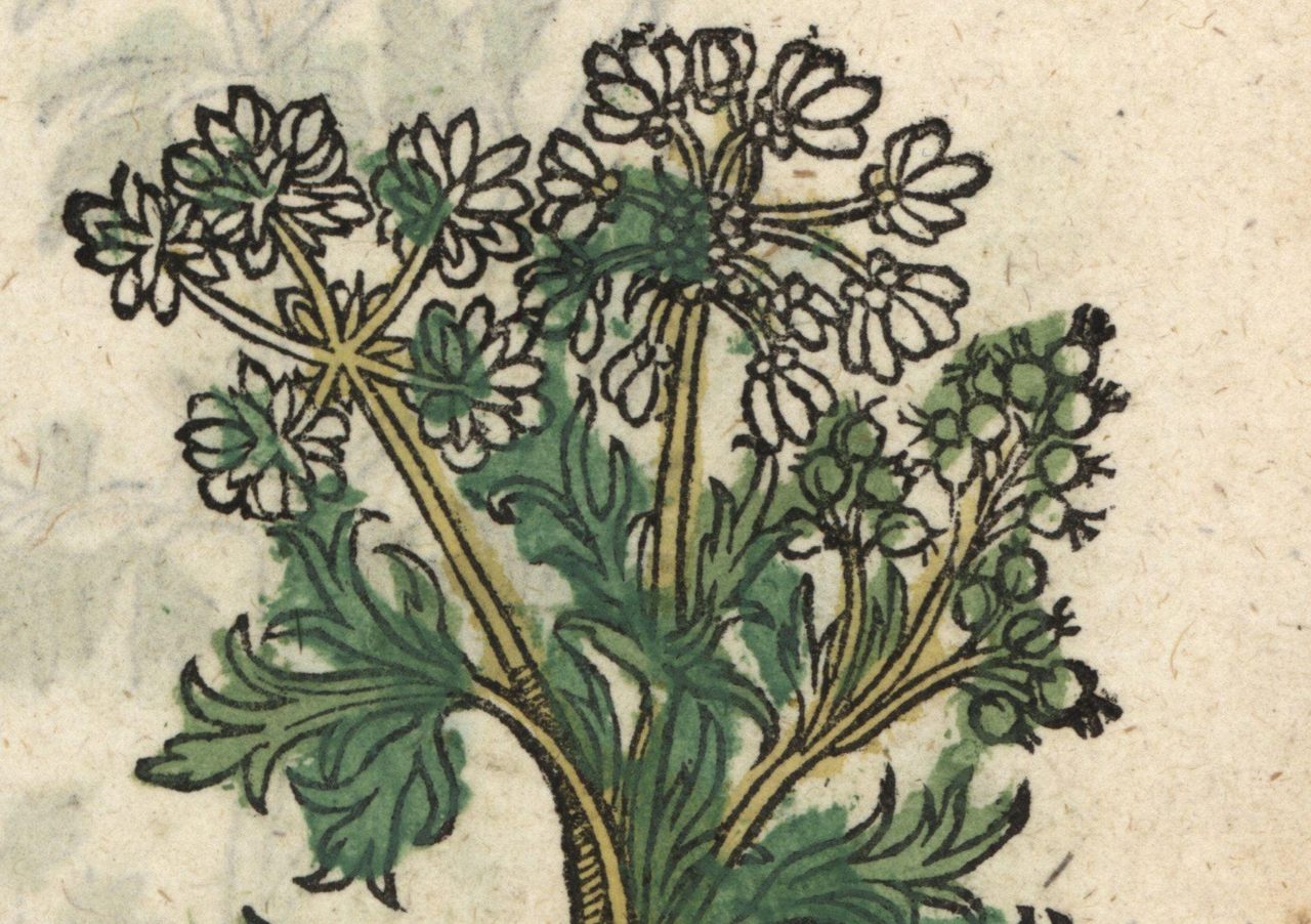 Coriander <em>or cilantro</em> has a long history in Italy.