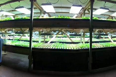 Aqua Vita Farms 