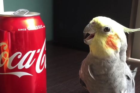 Alex serenades a Coke can.