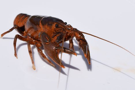 Just stay clear of their claws. 