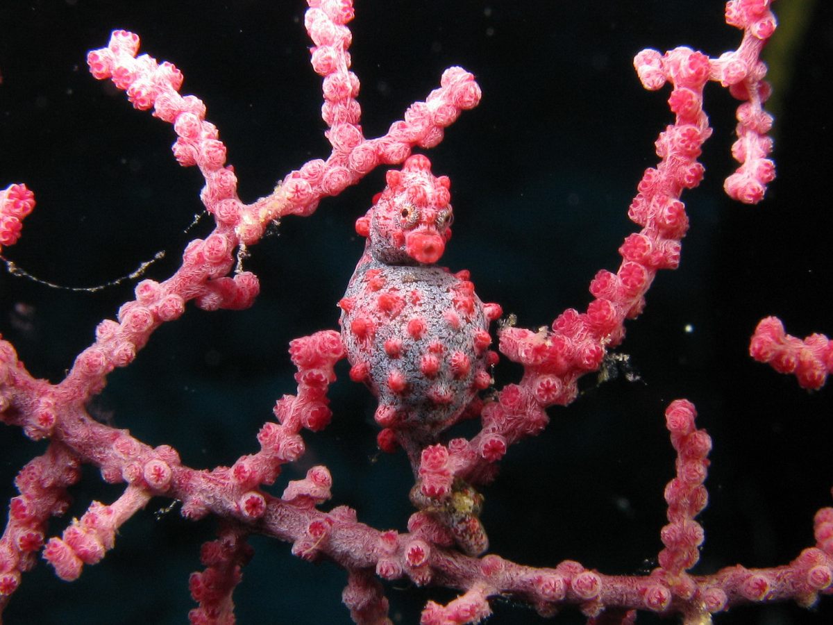 Bargibant’s pygmy seahorse, spotted in the Philippines.