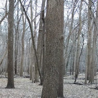 Wooded area of Sans Souci Island