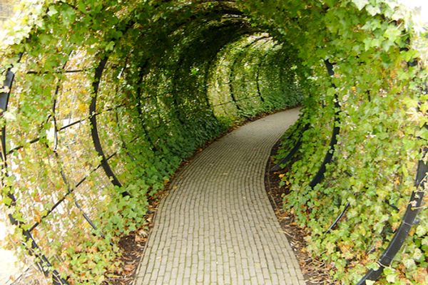 Tunnel into the garden.