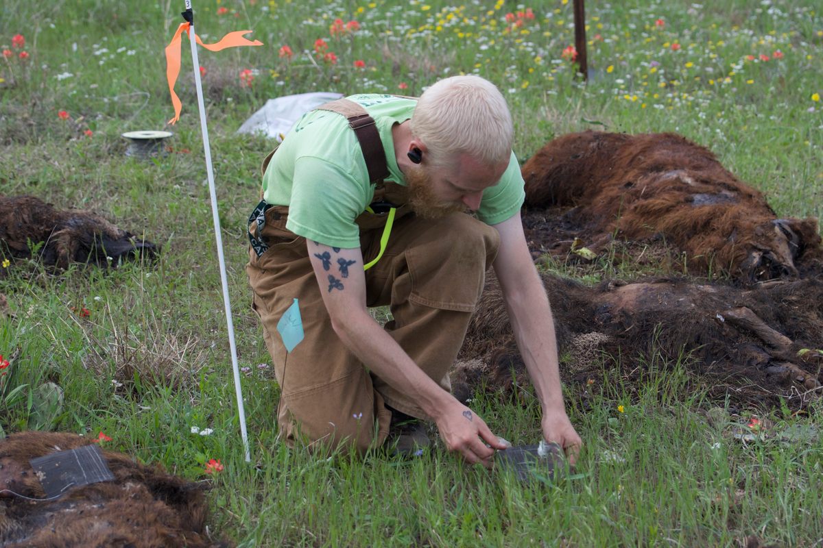 David Mason examines the plants growing in a plot with several dead hogs.