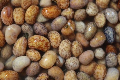 Kapeshuna Beans