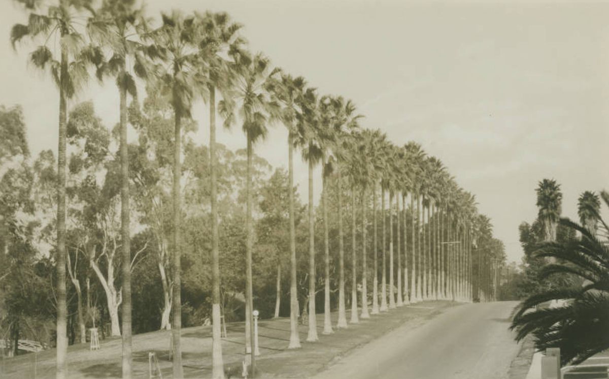Why Are There Palm Trees In Los Angeles Why Are There Palm Trees In Los Angeles