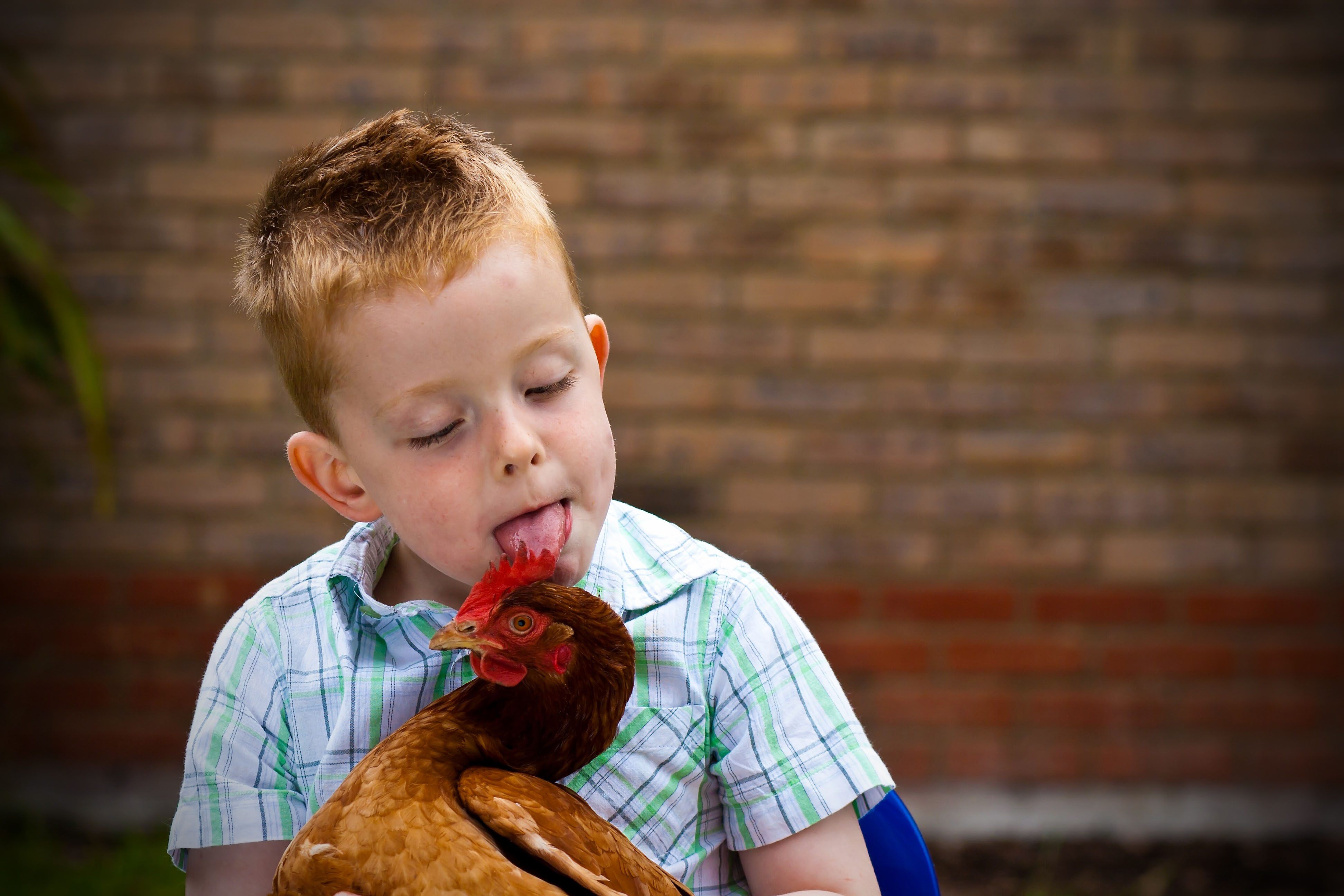 do chickens like being hugged