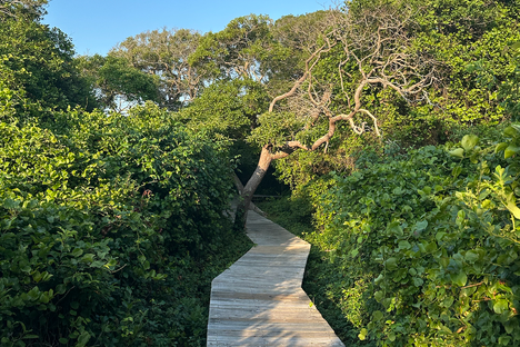 Boardwalk Path.