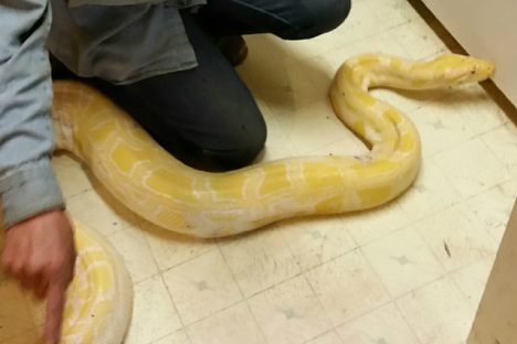 Sam the python. 