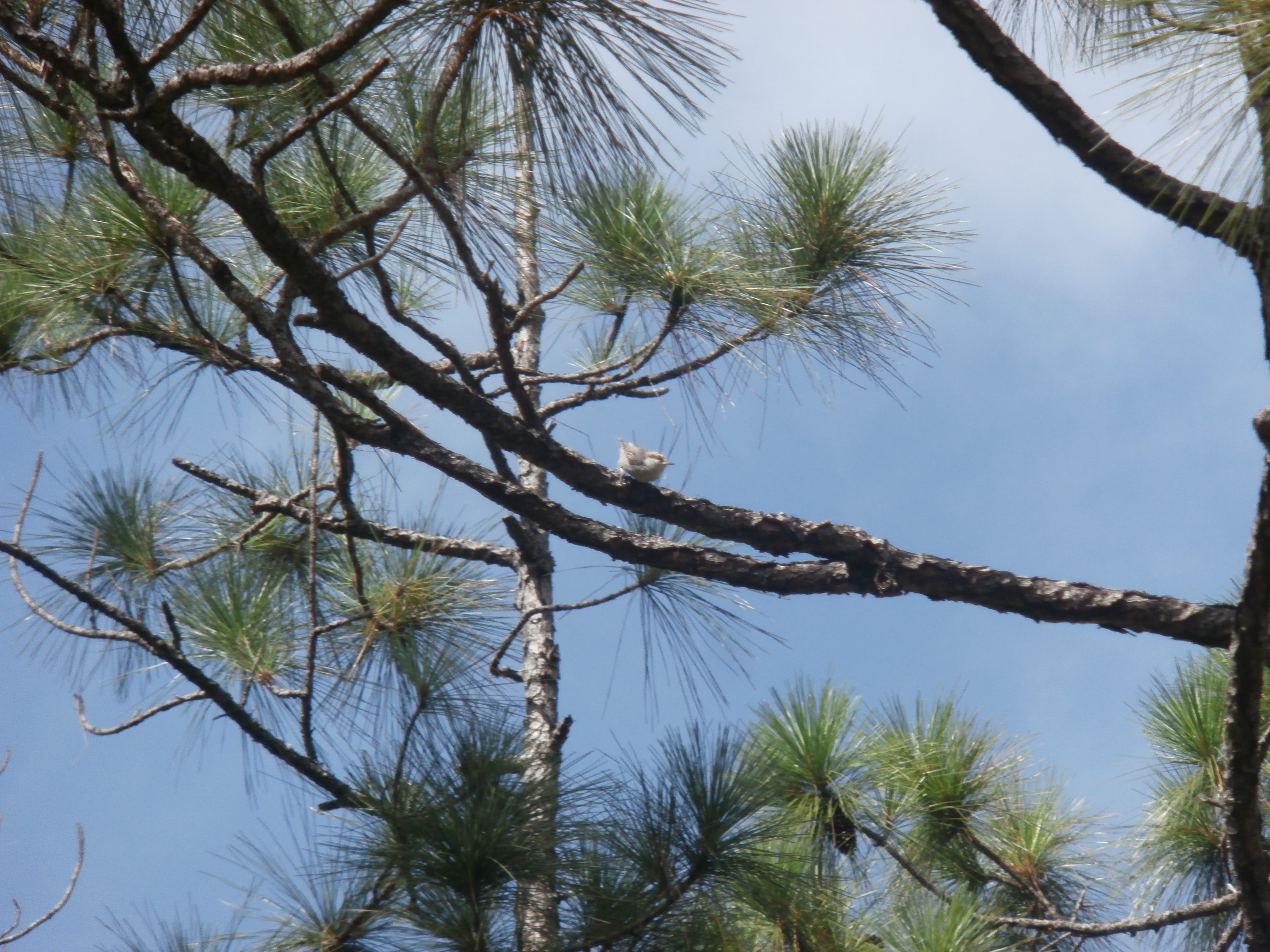 Gardner believes they were “very probably” the last people on Earth to see a living Bahama nuthatch, shown here from a distance in a research photo from 2018.