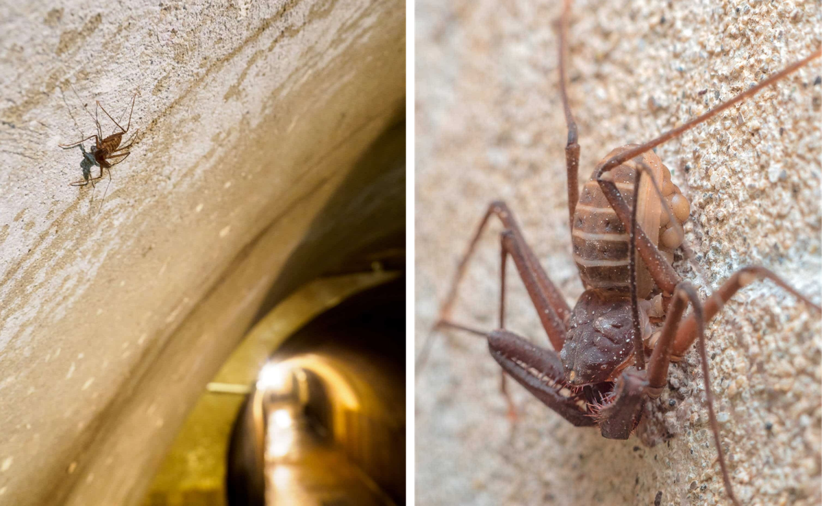 The bunker known as Kleine Berlin hosts an important piece of history and a surprising population of whip spiders (left). Entomologist Andrea Colla and his colleagues found not just one amblypygid in the bunker (right), but a whole population—nine in total.