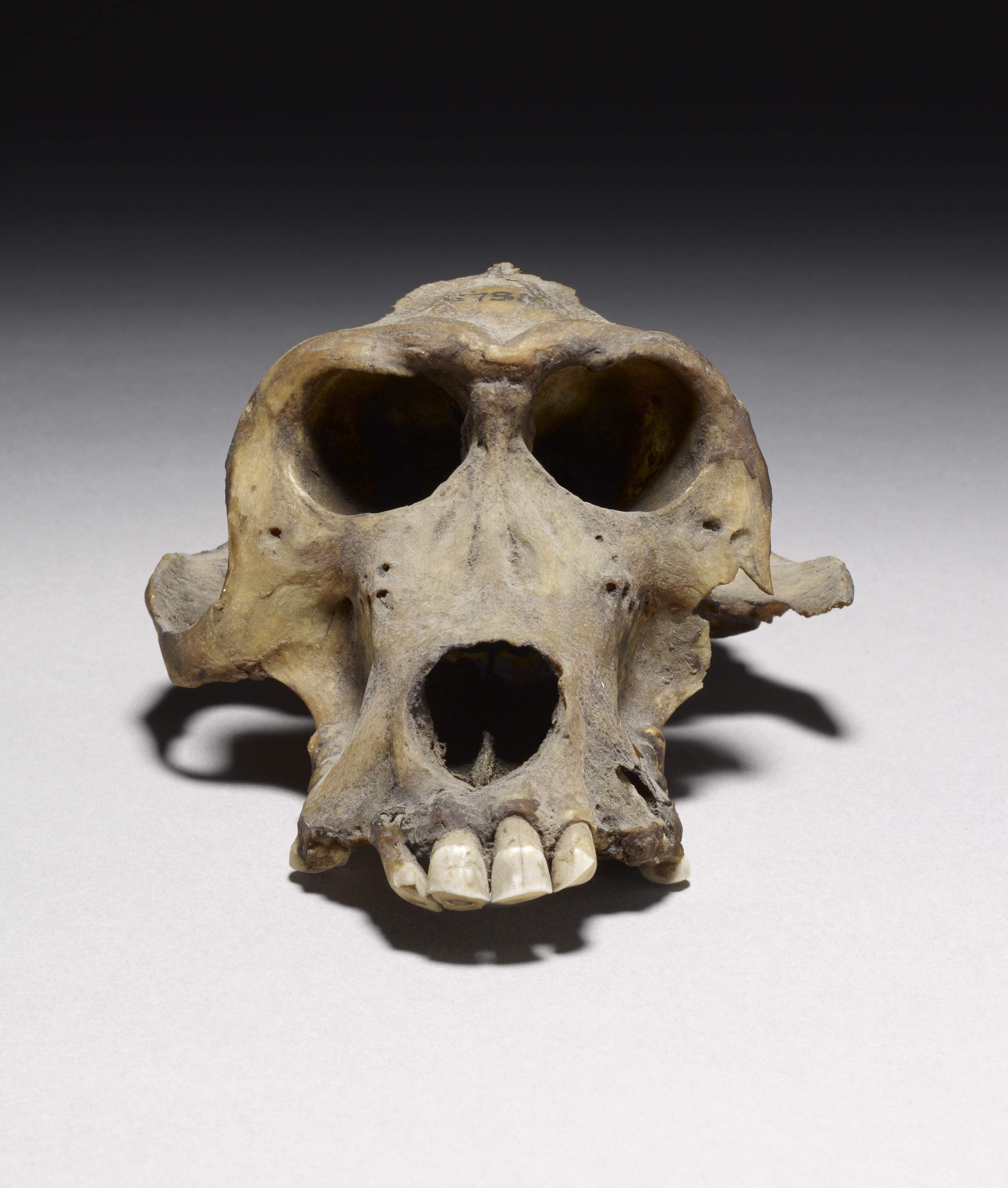 Skull of a mummified baboon recovered from Thebes, Egypt and connected isotopically to Eritrea/Ethiopia/Somalia.