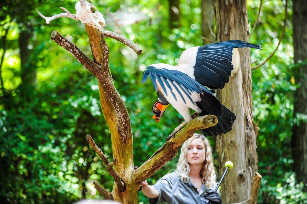 Carolina Raptor Center – Huntersville, North Carolina - Atlas Obscura