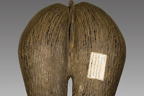 The nut of the coco de mer tree